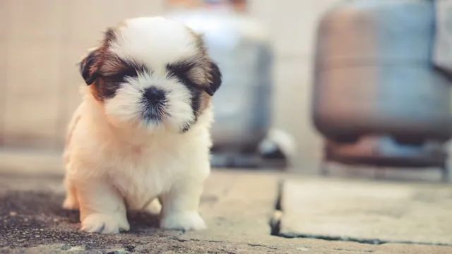 Dog Groomer